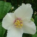 Philadelphus x purpureomaculatus P1B